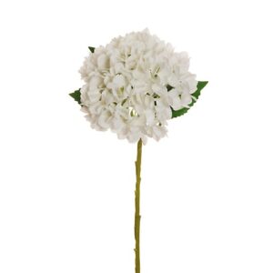 HYDRANGEA