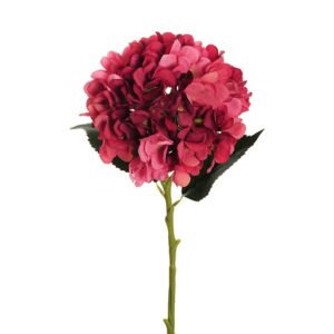 HYDRANGEA