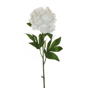 PEONIA
