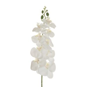 PHALAENOPSIS