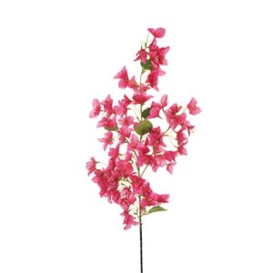 BOUGANVILLEA