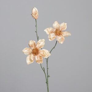 MAGNOLIA