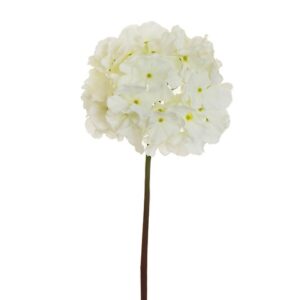 HYDRANGEA