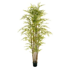BAMBOO PIANTA