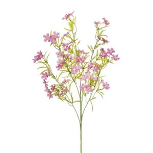 BOUVARDIA