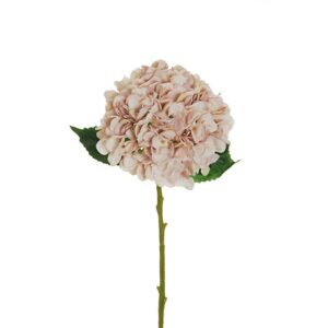 HYDRANGEA