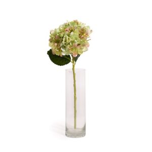 HYDRANGEA