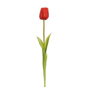 TULIPANO