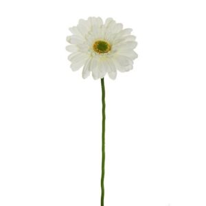 GERBERA