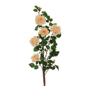 ROSA SELVATICA