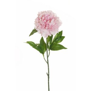 PEONIA