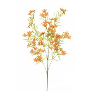BOUVARDIA