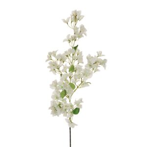BOUGANVILLEA