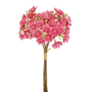 SAPONARIA