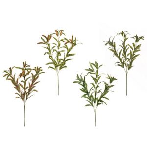 DRACAENA
