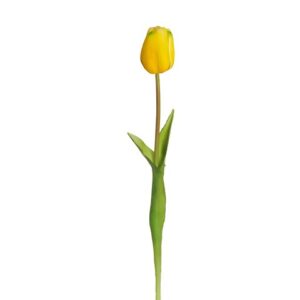 TULIPANO