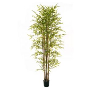 BAMBOO PIANTA