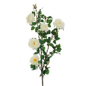 ROSA SELVATICA