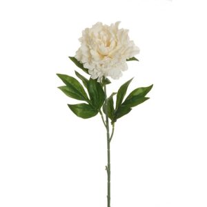 PEONIA