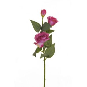 LISIANTHUS