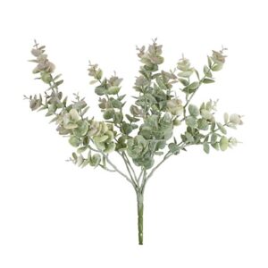 EUCALYPTUS