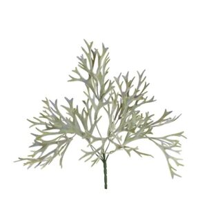 PLATYCERIUM