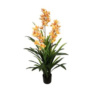 CYMBIDIUM PIANTA