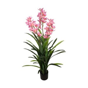 CYMBIDIUM PIANTA