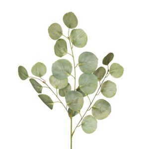 EUCALYPTUS
