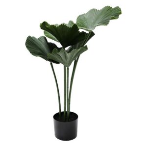 PALMA PIANTA