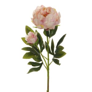 PEONIA