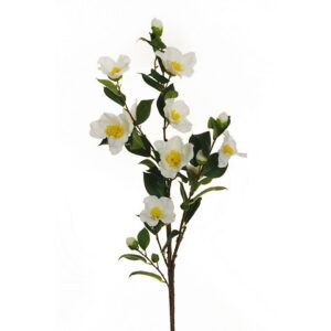 CAMELIA