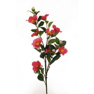 CAMELIA