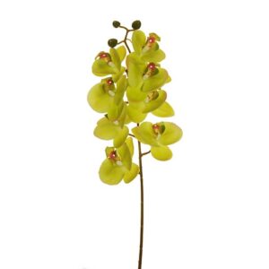 PHALAENOPSIS