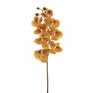 PHALAENOPSIS