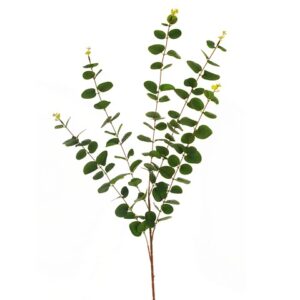 EUCALYPTUS