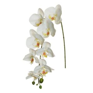 PHALAENOPSIS