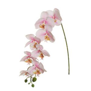 PHALAENOPSIS