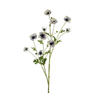 ANEMONE
