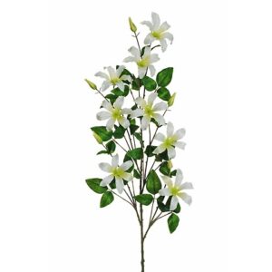 CLEMATIS
