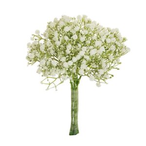 GYPSOPHILA