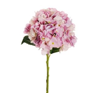 HYDRANGEA
