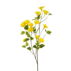 PETUNIA