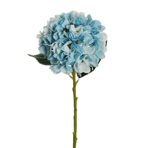 HYDRANGEA