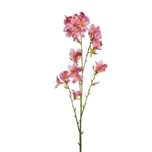 RHODODENDRON