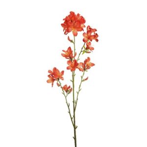 RHODODENDRON