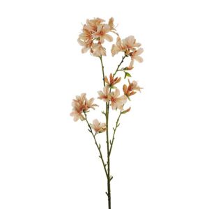 RHODODENDRON