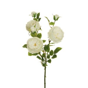 ROSA AUSTIN