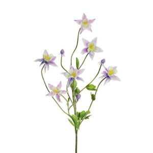 AQUILEGIA