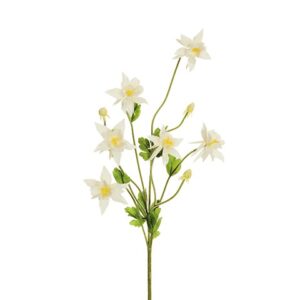 AQUILEGIA